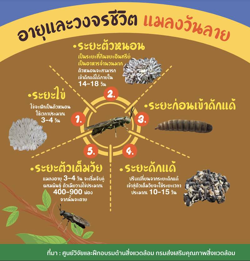 วงจรชีวิต แมลงวันลาย