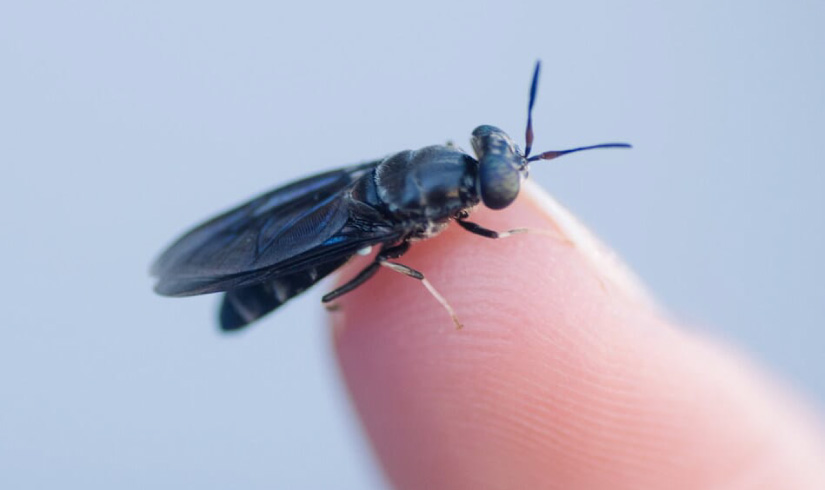 ประโยชน์ แมลงวันลาย (Black soldier fly)