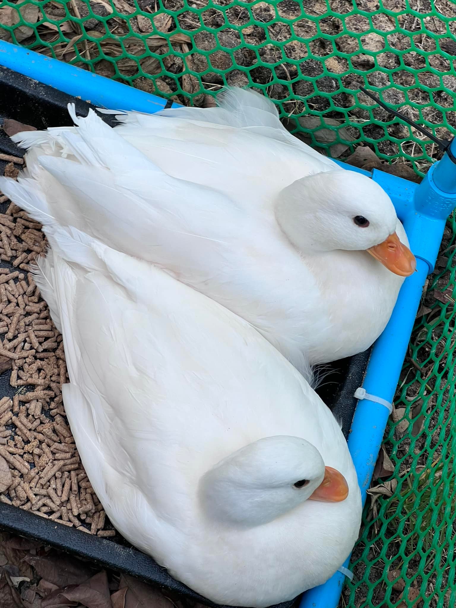 call duck เป็ด อุบลราชธานี