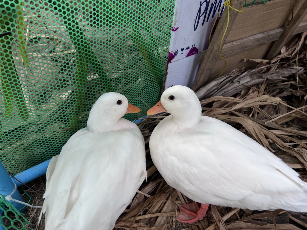 callduck อุบลราชธานี Medium
